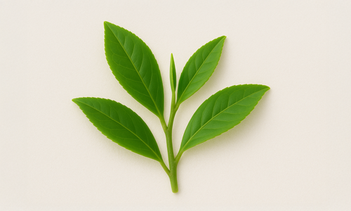 White Tea Extract